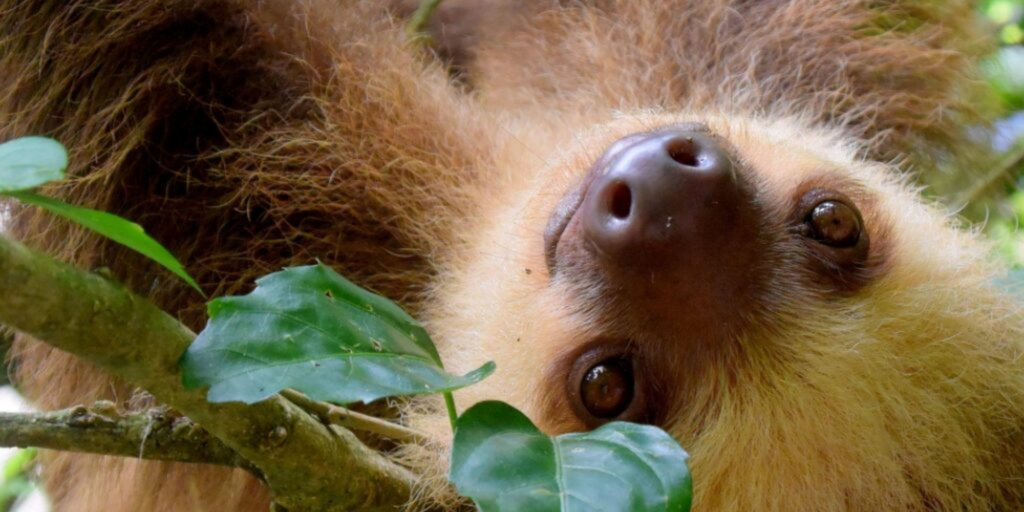 How to master the art of sloth by Cathy Jacob at CathyJacob.com