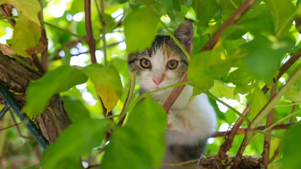 The Subtle Art of Lurking